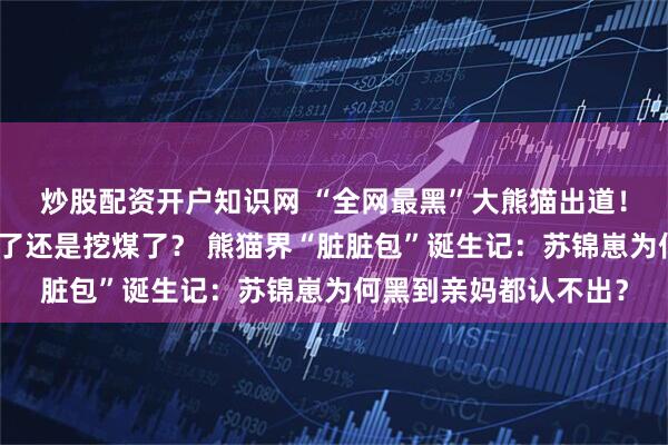 炒股配资开户知识网 “全网最黑”大熊猫出道！网友：这是去偷袈裟了还是挖煤了？ 熊猫界“脏脏包”诞生记：苏锦崽为何黑到亲妈都认不出？