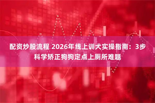配资炒股流程 2026年线上训犬实操指南：3步科学矫正狗狗定点上厕所难题