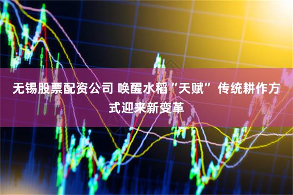 无锡股票配资公司 唤醒水稻“天赋” 传统耕作方式迎来新变革