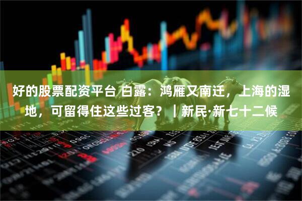 好的股票配资平台 白露：鸿雁又南迁，上海的湿地，可留得住这些过客？｜新民·新七十二候